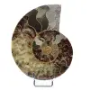 Ett stycke ammonitfossil - 0