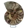 Polerad fossiliserad ammonit - 0