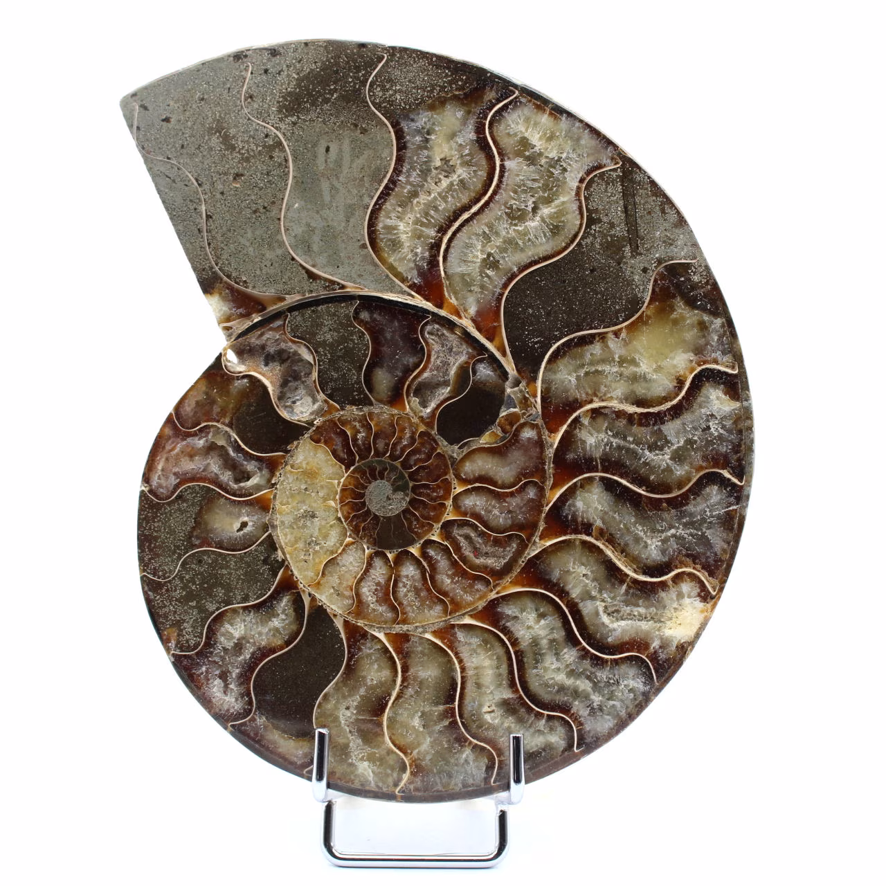 Polerad fossiliserad ammonit
