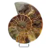 Fossilpolerad naturlig ammonit - 0