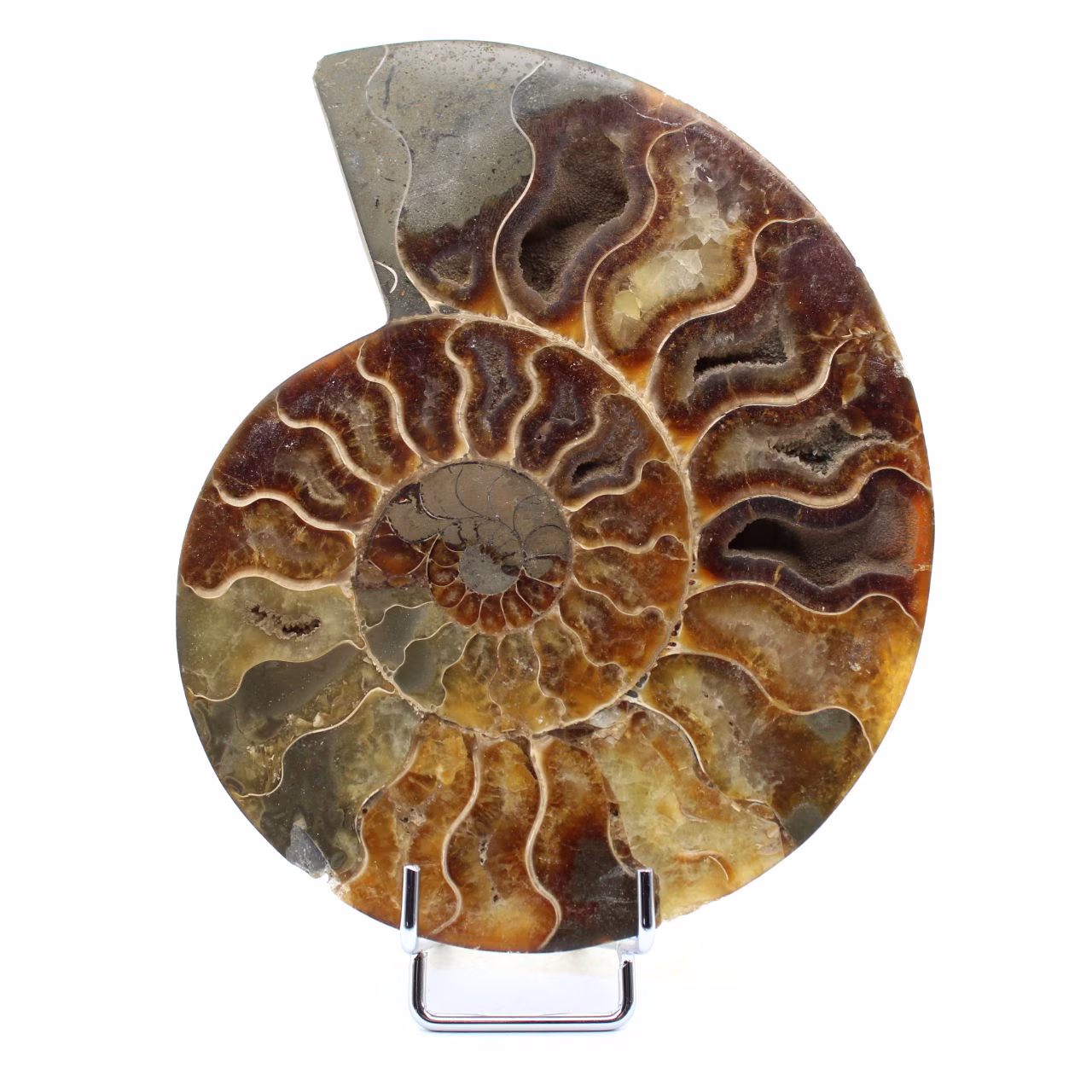 Fossilpolerad naturlig ammonit