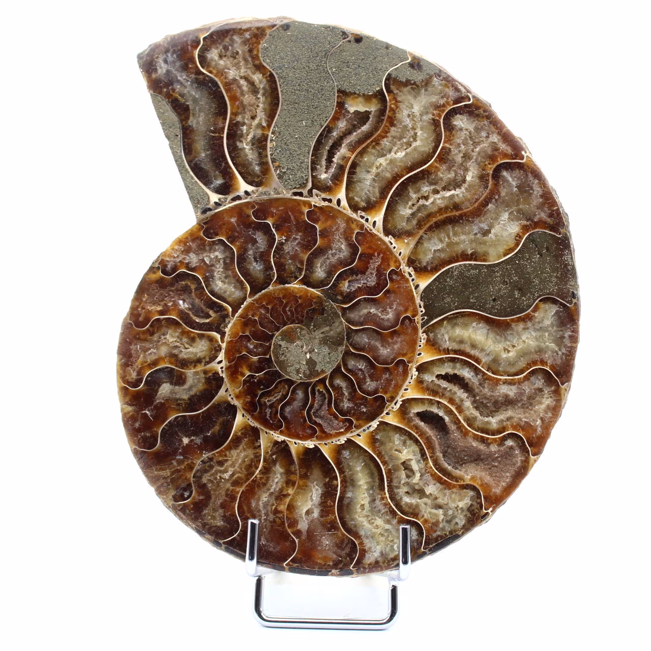 Polerad fossil ammonit från Madagaskar