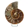 Fossil naturlig ammonit - 0