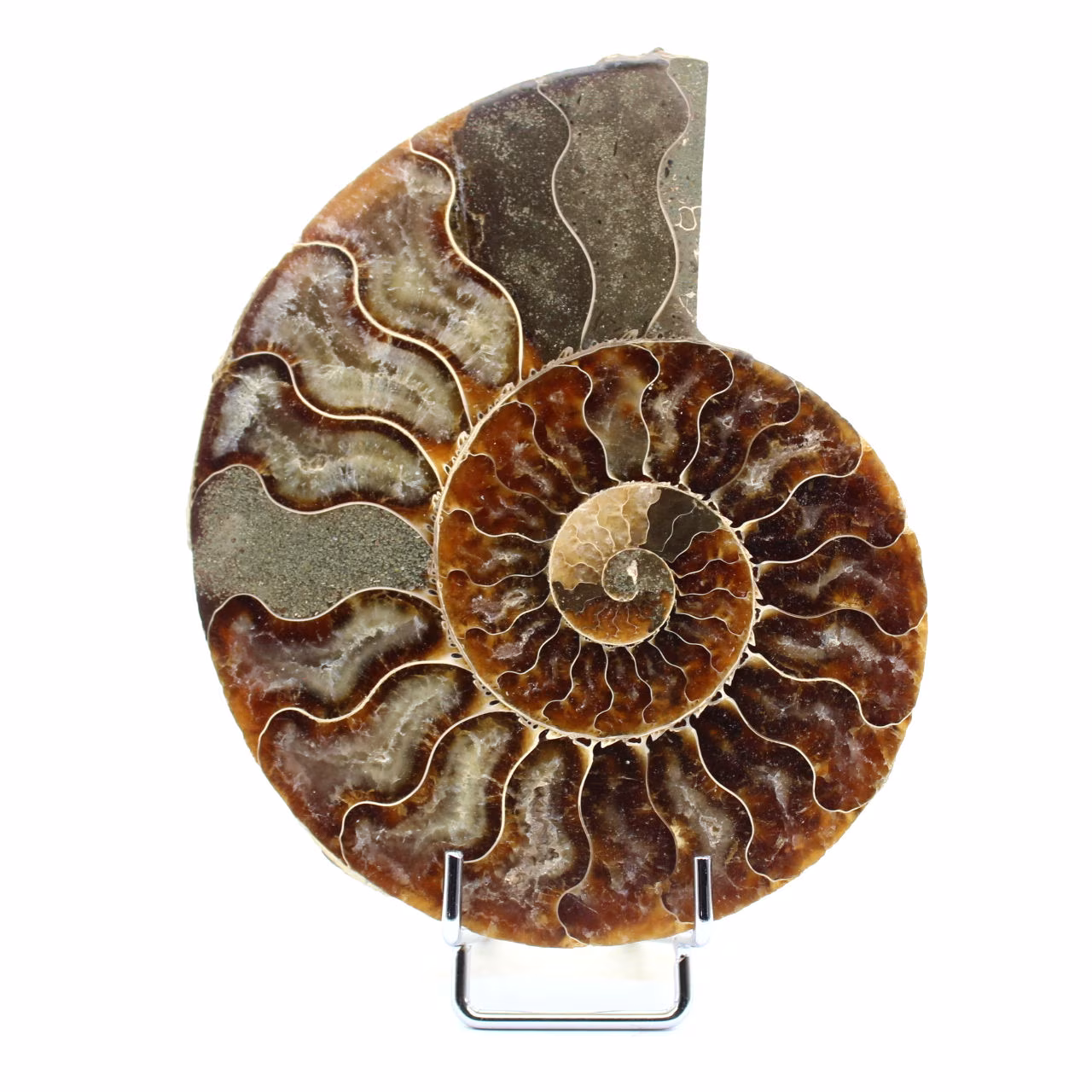 Fossil naturlig ammonit