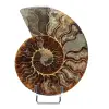 Fossil ammonit från Madagaskar - 0