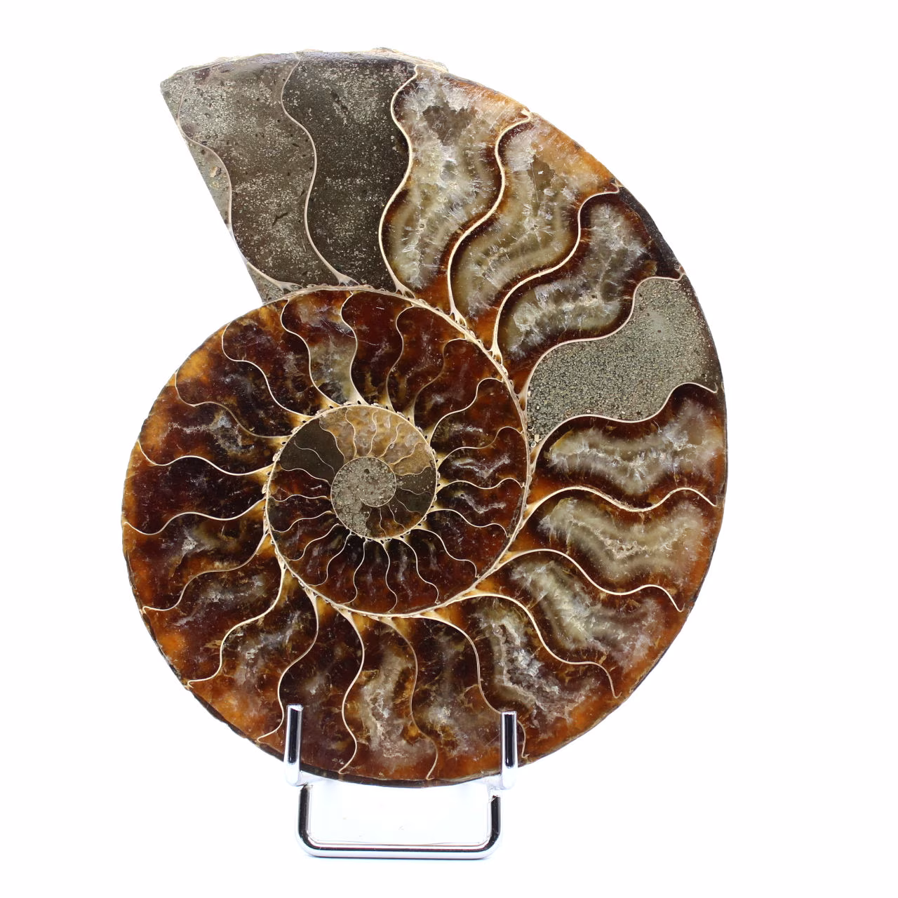 Fossil ammonit från Madagaskar