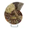 Polerad fossil ammonit från Madagaskar - 0