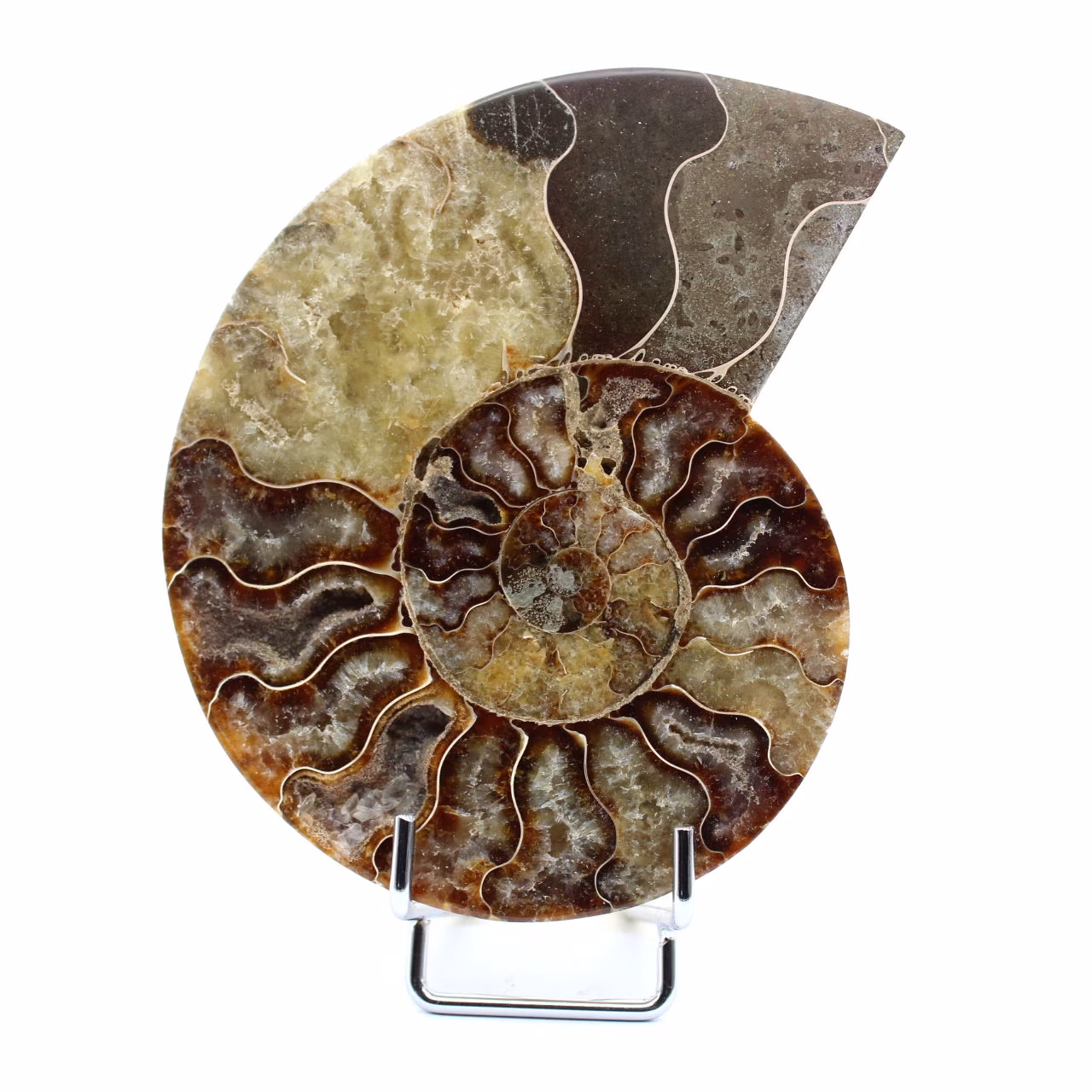 Polerad fossil ammonit från Madagaskar