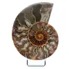 Naturlig ammonit från Madagaskar - 0