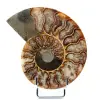 Fossilpolerad naturlig ammonit - 0