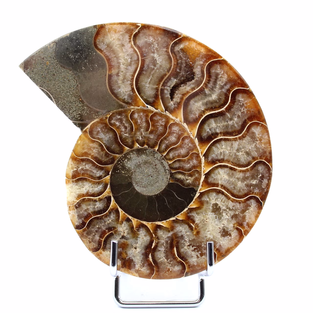 Fossilpolerad naturlig ammonit