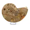 Fossil naturlig ammonit - 0