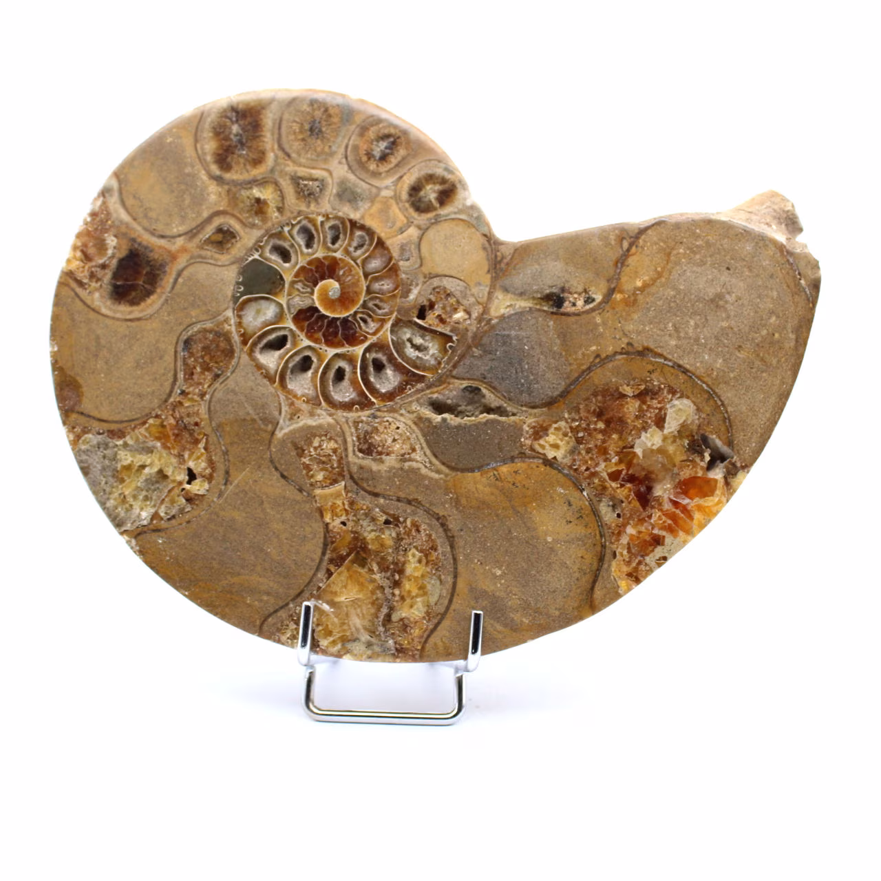 Fossil naturlig ammonit