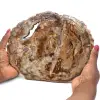 Fossilträ polerad kant - 0