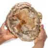 Fossilträ polerad kant - 0