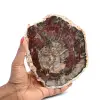 Fossil träskiva polerad - 0