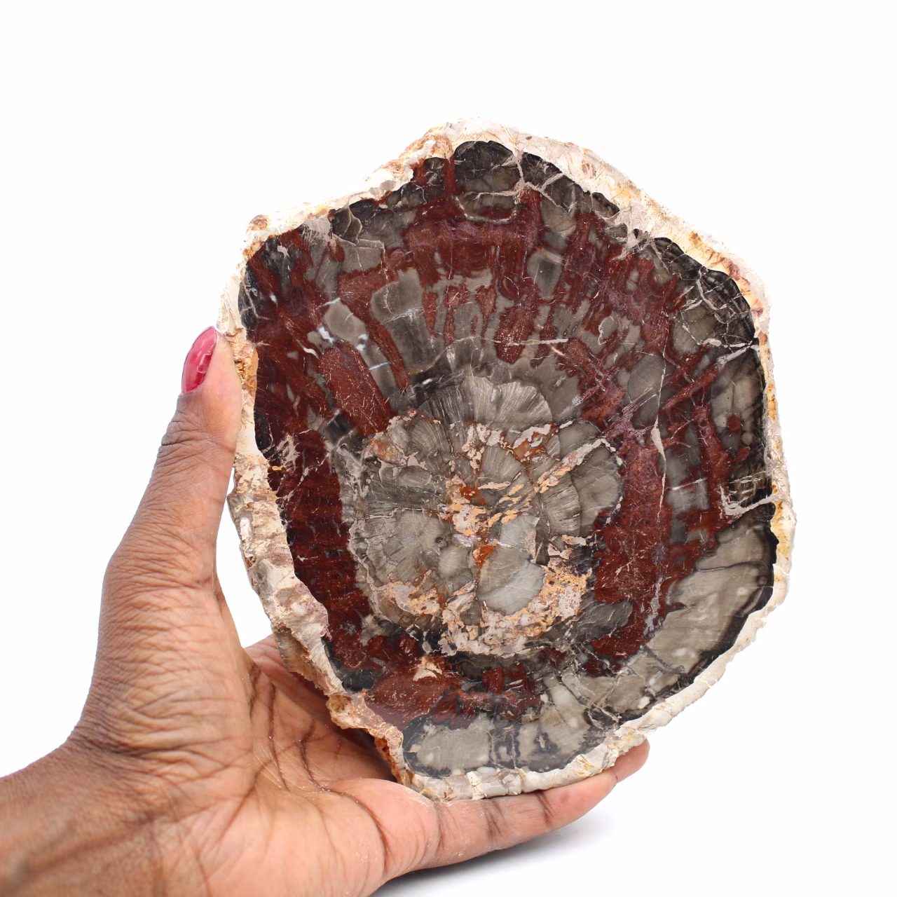 Fossil träskiva polerad