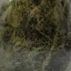 Samlarbar naturlig diopsid - 5