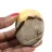 Pebble i septaria