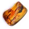 Fossilt bärnstensexemplar - 0