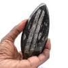 Marockanska Orthoceras - 0