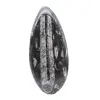 Marockanska Orthoceras - 1