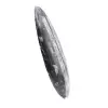 Marockanska Orthoceras - 2