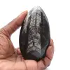 Orthoceras fossil - 0