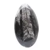 Orthoceras fossil - 1