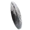 Orthoceras fossil - 2