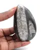 Fossil Orthoceras Marocko - 0