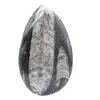 Fossil Orthoceras Marocko - 1