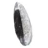 Fossil Orthoceras Marocko - 2