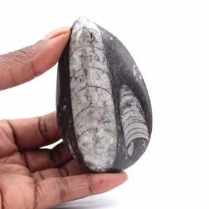 Fossil Orthoceras Marocko
