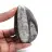 Fossil Orthoceras Marocko