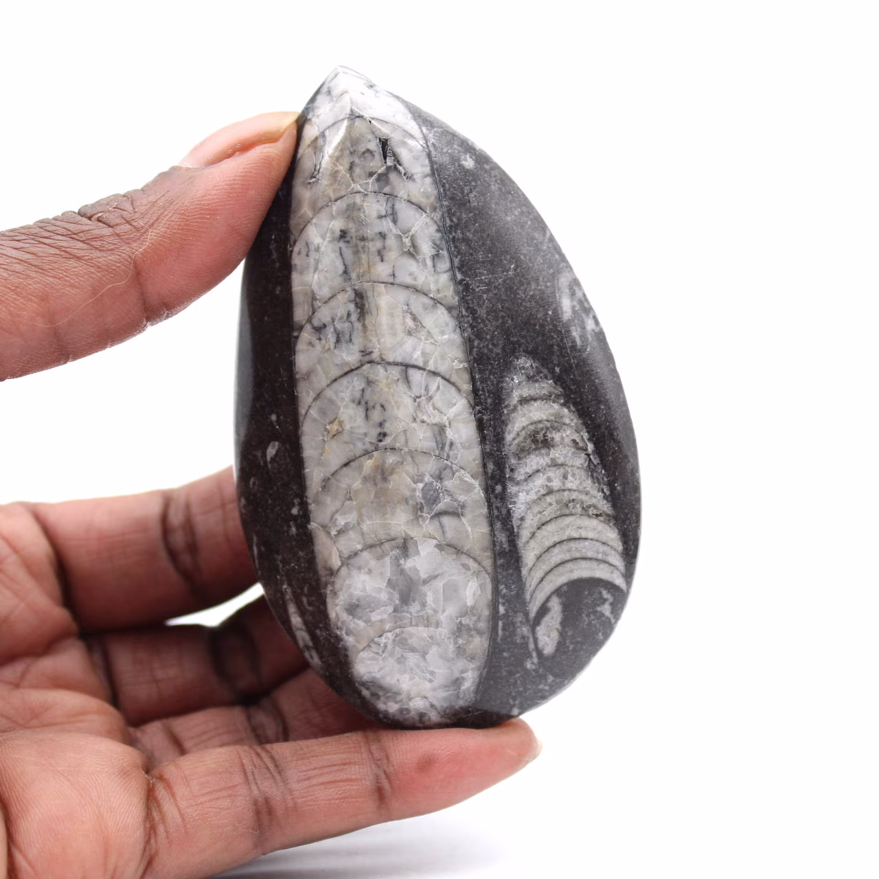 Fossil Orthoceras Marocko