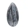 Fossil Orthoceras från Marocko - 1