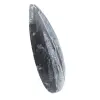 Fossil Orthoceras från Marocko - 2
