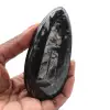 Polerade fossila Orthoceras - 0