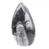 Marockanska Orthoceras - 1