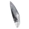Marockanska Orthoceras - 2
