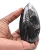Fossil Orthoceras - 0