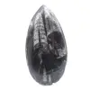 Fossil Orthoceras - 1