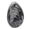 Fossil Orthoceras från Marocko - 1