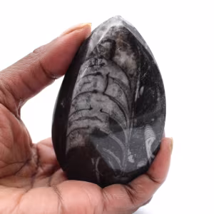 Fossil Orthoceras från Marocko
