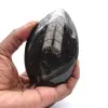 Orthoceras fossil Marocko - 0