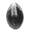 Orthoceras fossil Marocko - 1