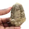 Trilobite från Marocko - 0