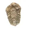 Trilobite från Marocko - 1