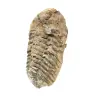 Trilobite från Marocko - 2